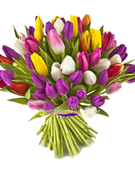tulipani multicolor